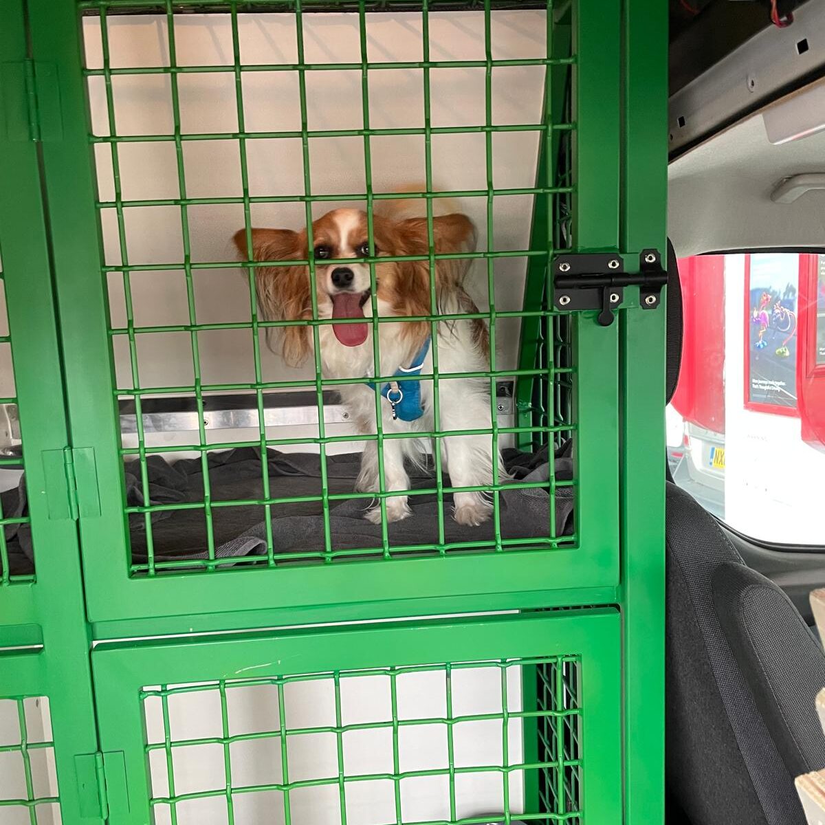 Wonderful Willow Hits the Road! 🐾💖 1 Wonderful Willow in out custom kennel ready for the road
